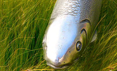 攻击网站的方法